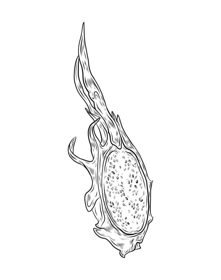 illustration of a part of pitahaya fruit. Dragon fruit, exotic fruit, tropical fruit. Hand drawn graphics, linear black and white drawing, isolated element. Exotic food design, menu vector