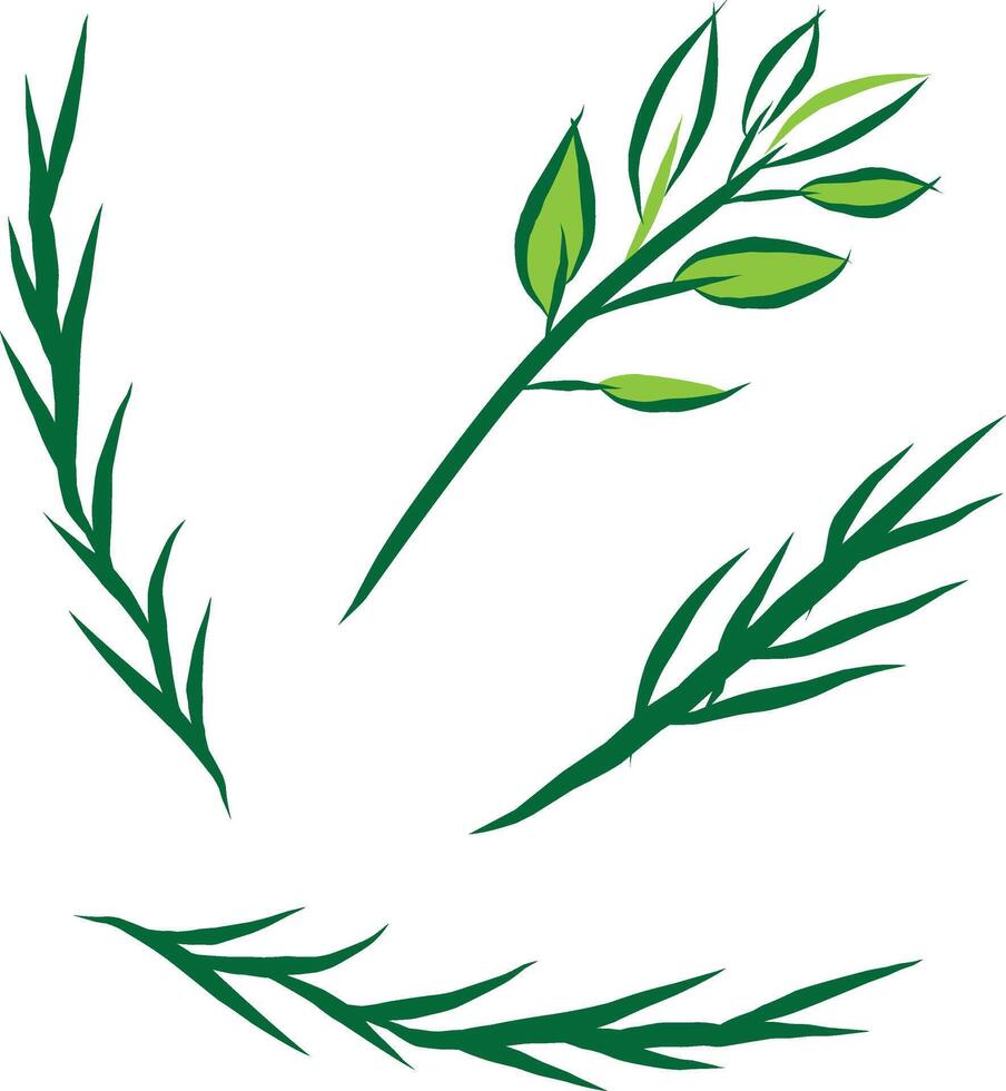 Tarragon sprigs illustration. Culinary herb design elements. vector