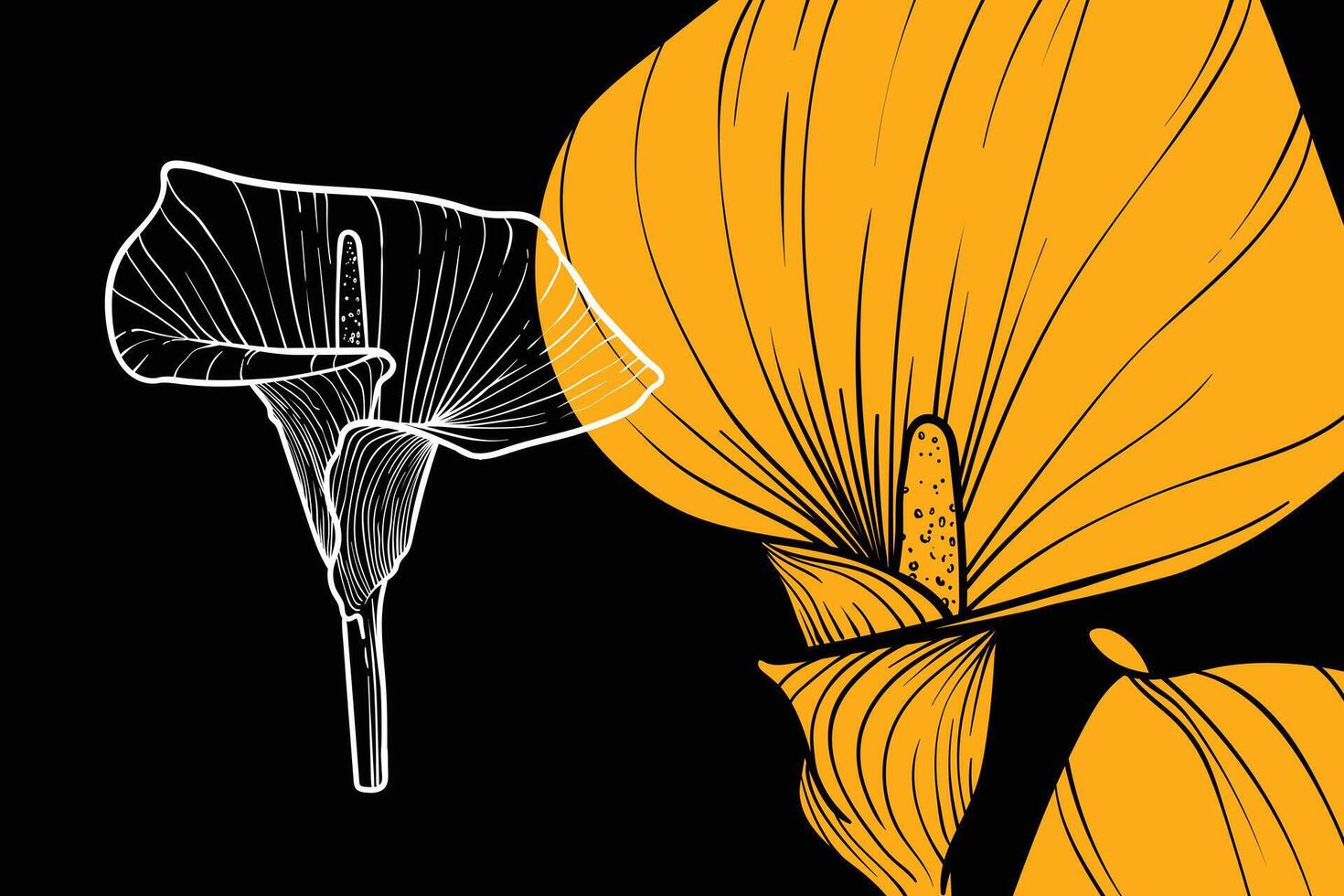 Calla lily flowers, format, hand drawn outline. Easy to edit, ready to use. A mix between a yellow and a white flower on a black background. vector