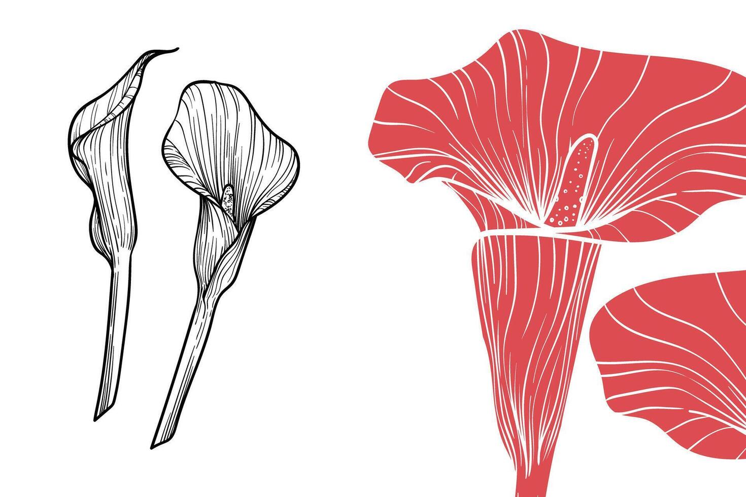 Calla Lily flowers, format, hand drawn outline. Easy to edit, ready to use. A mix between a red and a black flower on a white background. vector