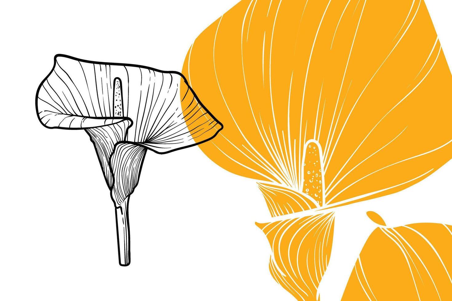Calla Lily flowers, format, hand drawn outline. Easy to edit, ready to use. A mix between a yellow and a black flower on a white background. vector
