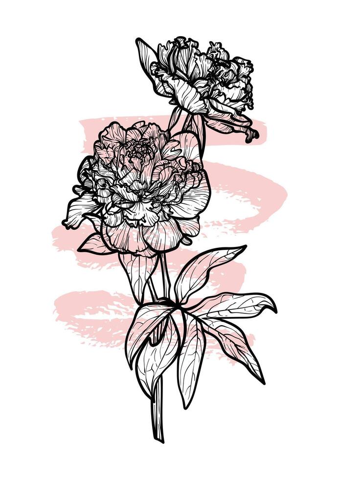 A4 peony line art hand drawn illustration. Art print with beautiful and elegant black spring flower. Highly detailed and high quality graphic asset for online and print. vector