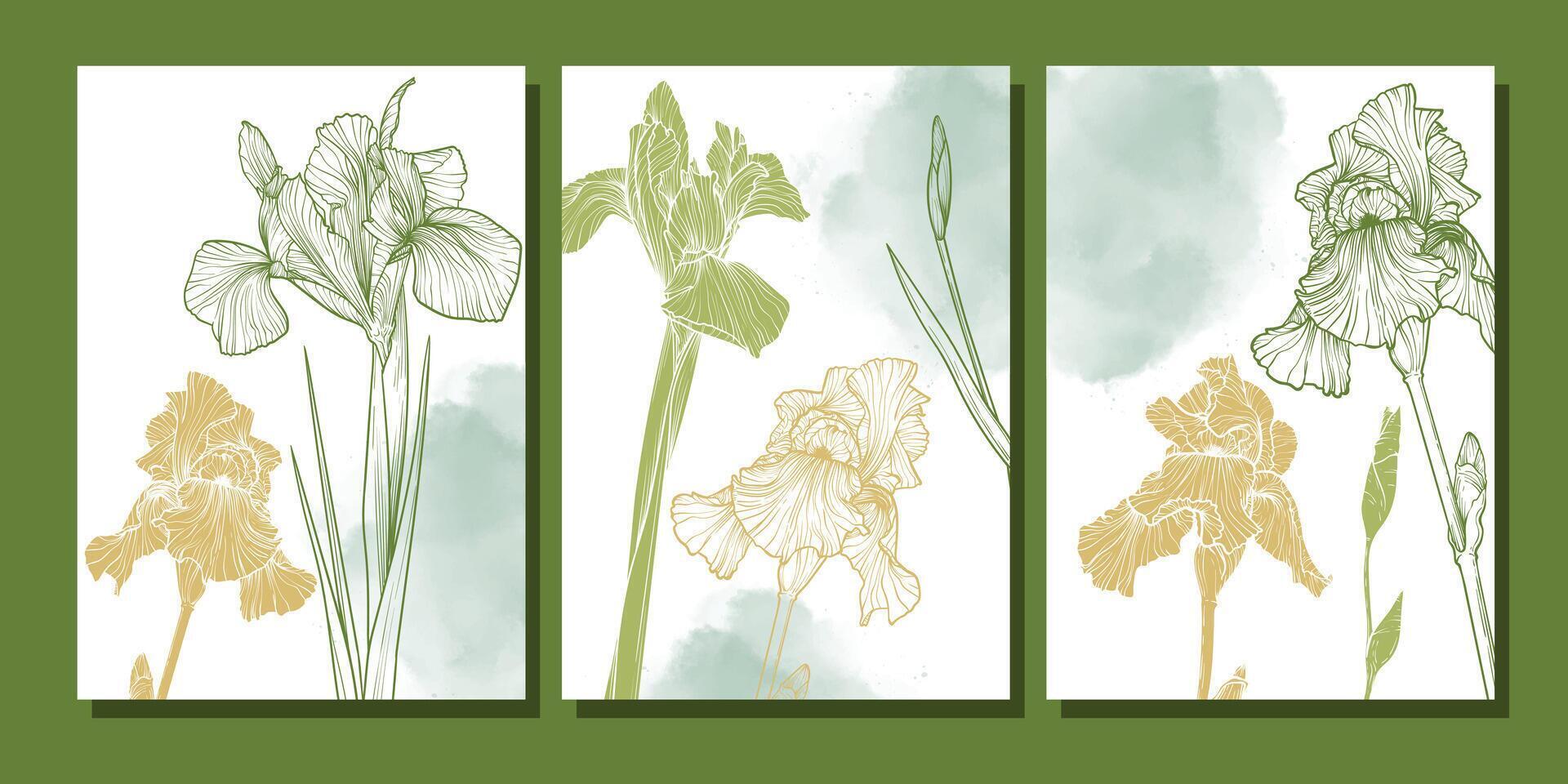 Elegant three high resolution iris flower posters in detailed line art with green watercolor backgrounds. Perfect for botanical prints, wall decor, stationery, spring inspired digital designs. vector