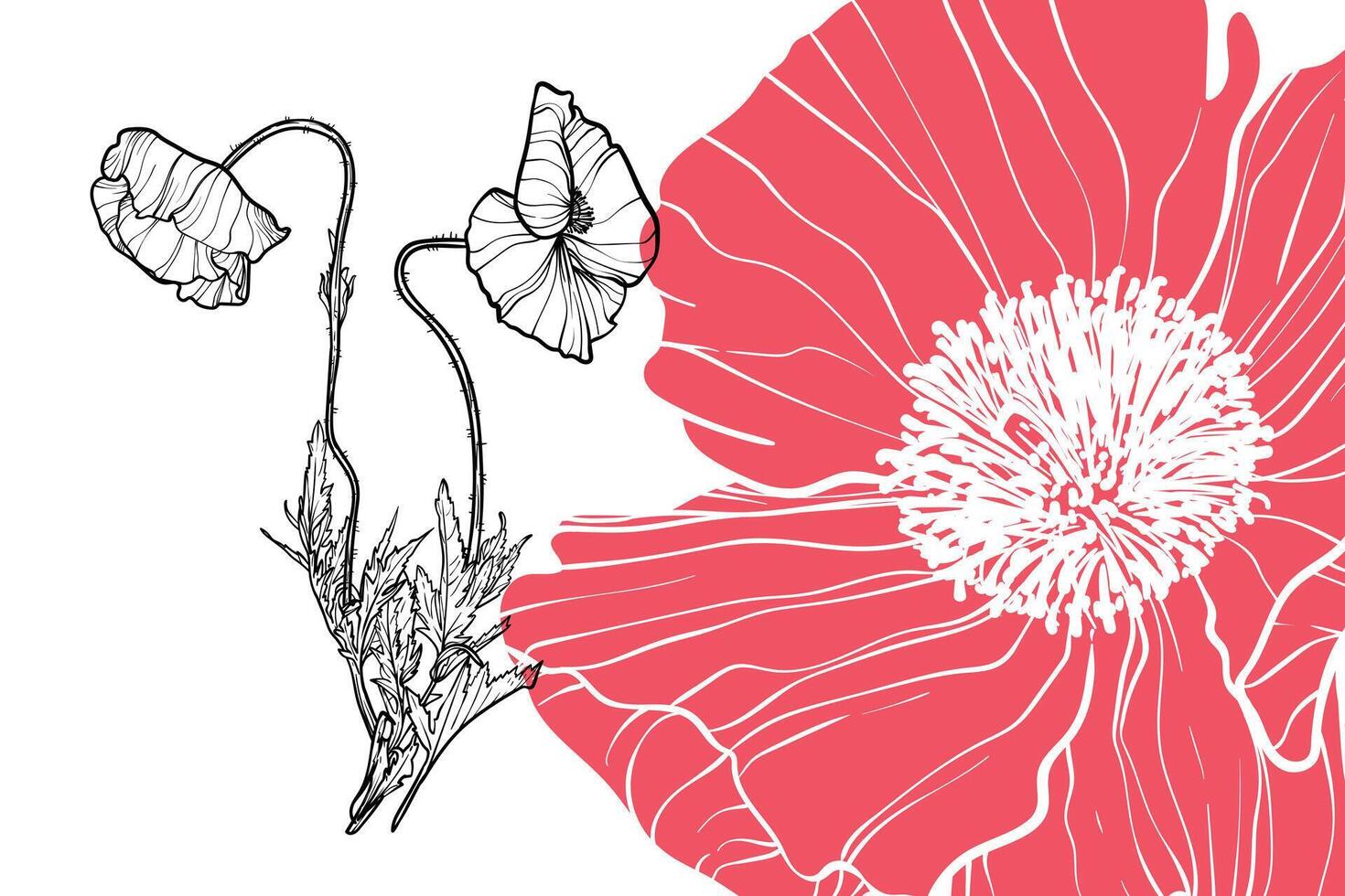 Poppy flowers, format, hand drawn outline. Easy to edit, ready to use. A mix between a coral and a black flower on a white background. vector