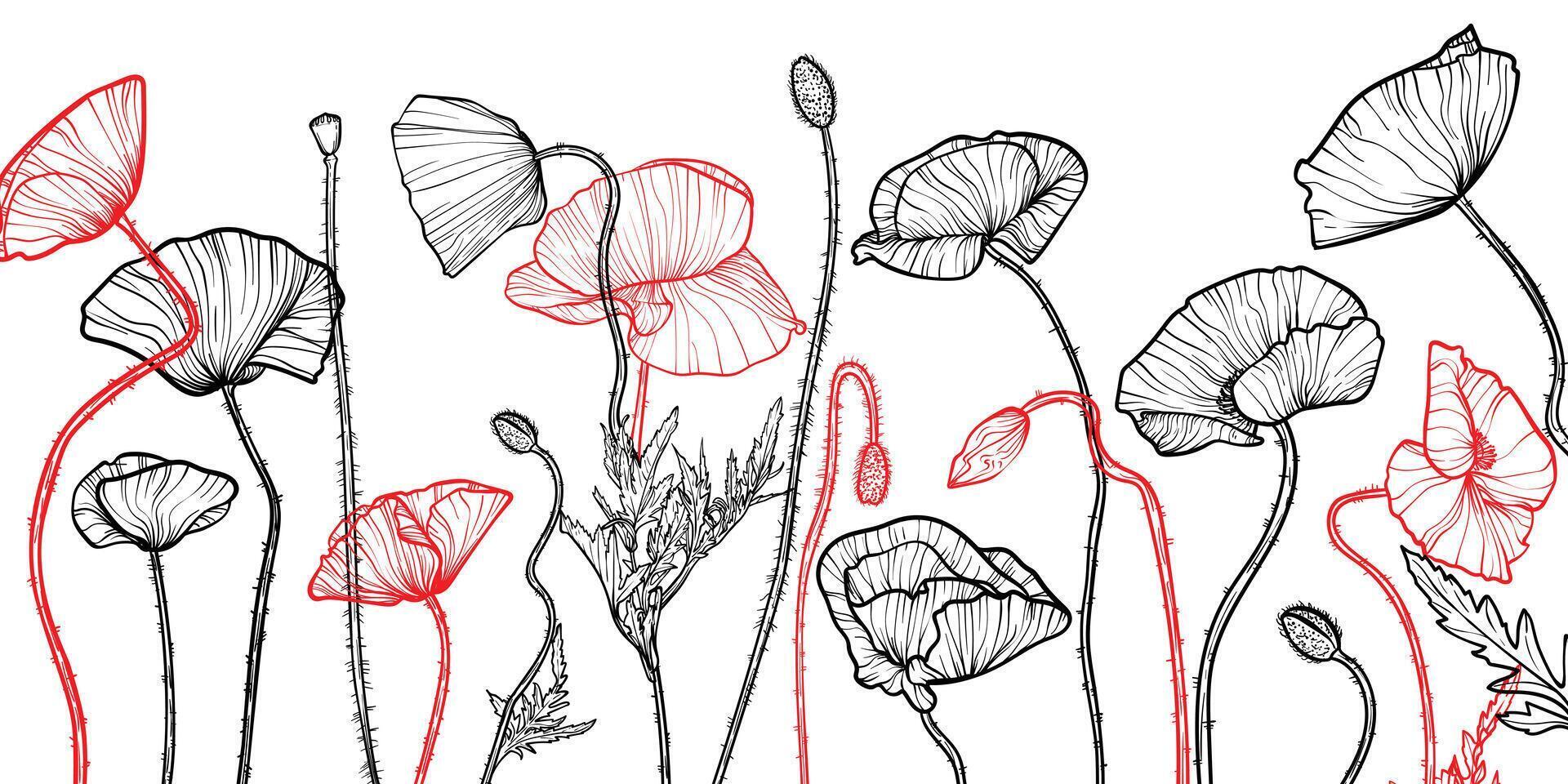 Abstract floral background with red and black line art of poppy flowers and leaves. Hand drawn poppies flowers background and pattern. design of card, banner, invitation and packaging vector
