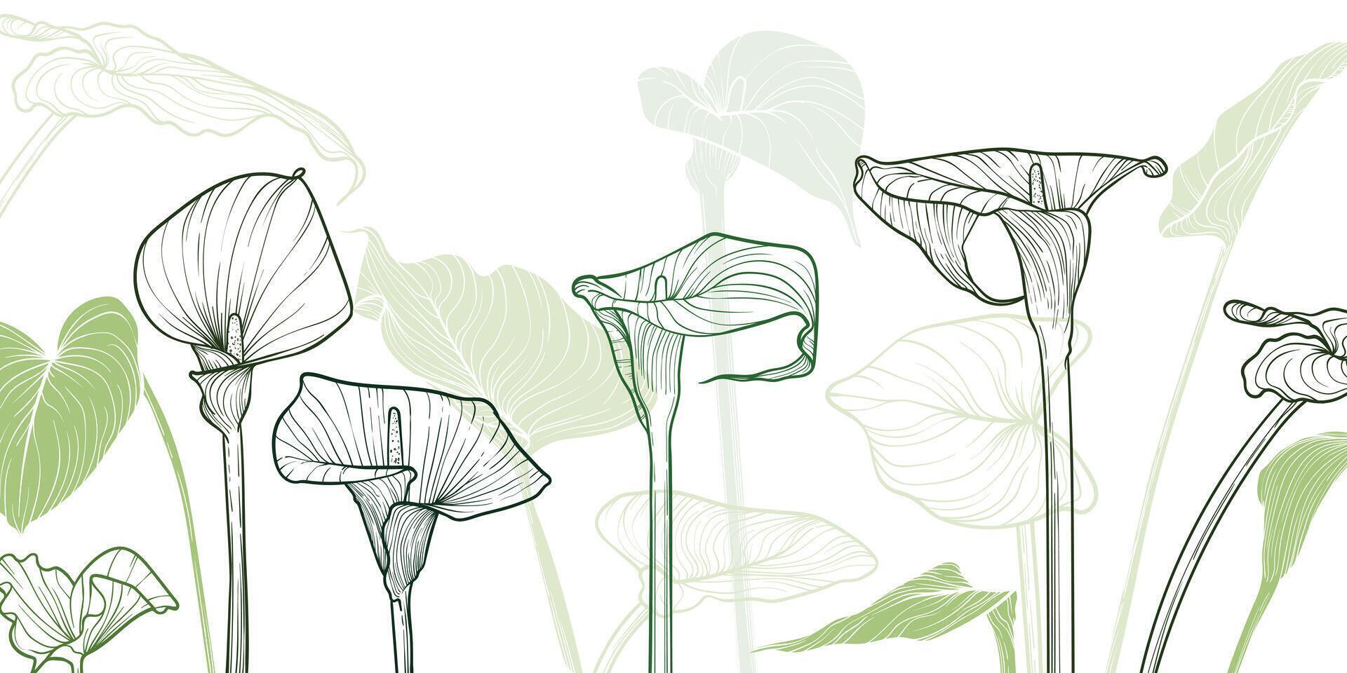 Abstract floral background with green line art of calla lily flowers and leaves. Hand drawn calla flowers background and pattern frame. design of card, banner, invitation and packaging vector