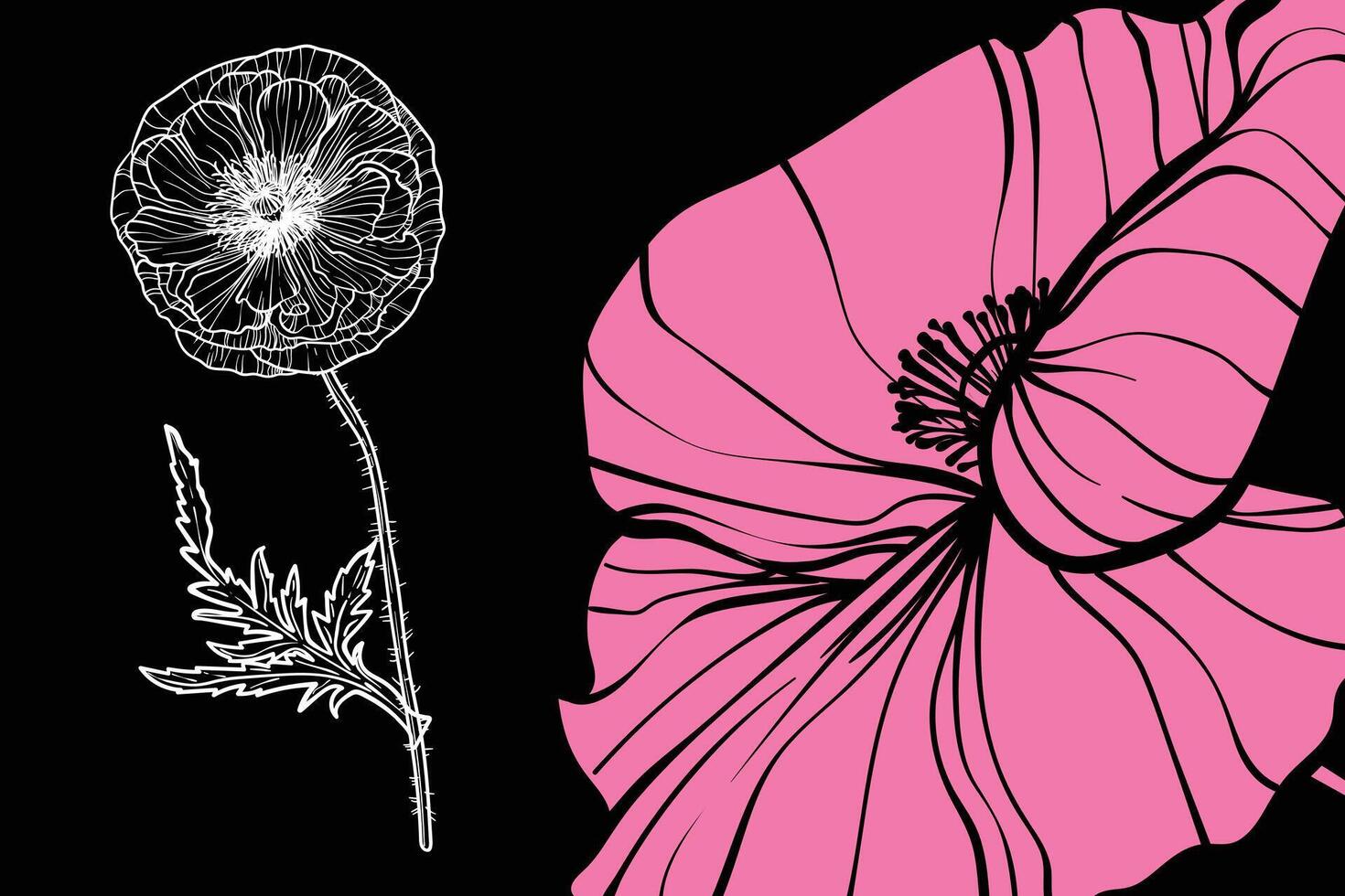 poppy flowers, format, hand drawn outline. Easy to edit, ready to use. A mix between a pink and a white flower on a black background. vector