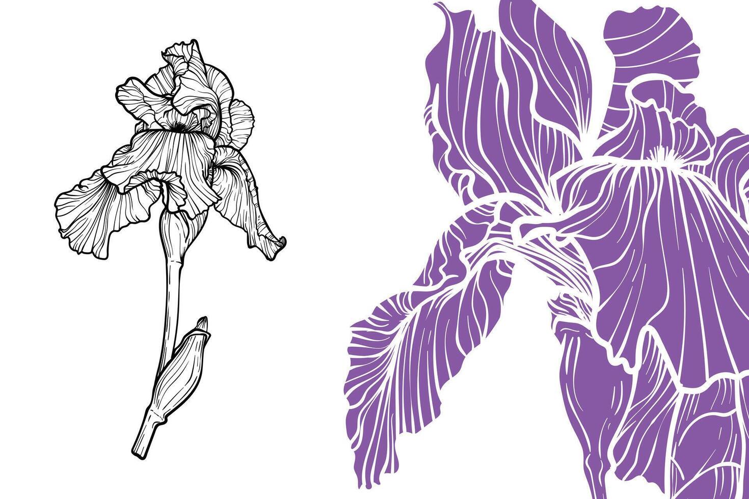 Iris flowers, format, hand drawn outline. Easy to edit, ready to use. A mix between a indigo and a black flower on a white background. vector