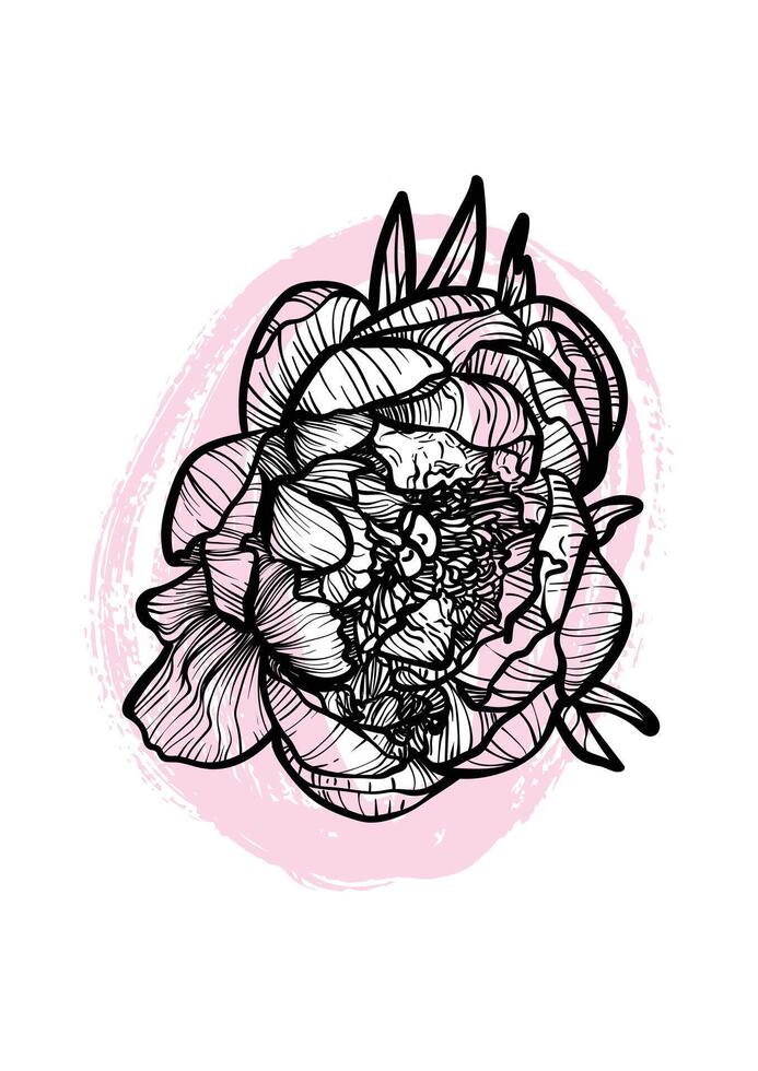 A4 peony bloom line art hand drawn illustration. Art print with beautiful and elegant black spring flower. Highly detailed and high quality graphic asset for online and print. vector
