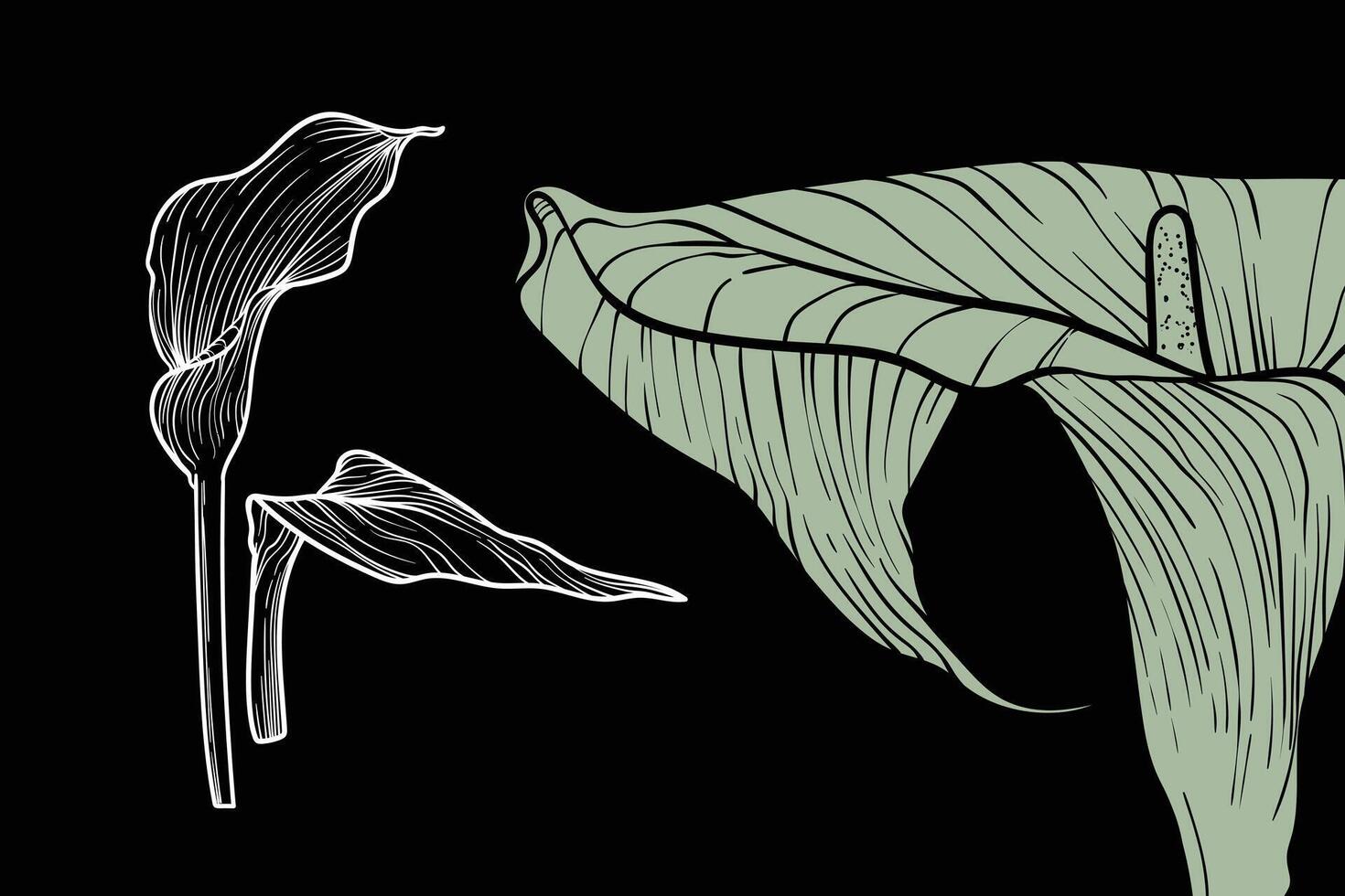 Calla lily flowers, format, hand drawn outline. Easy to edit, ready to use. A mix between a gray green and a white flower on a black background. vector