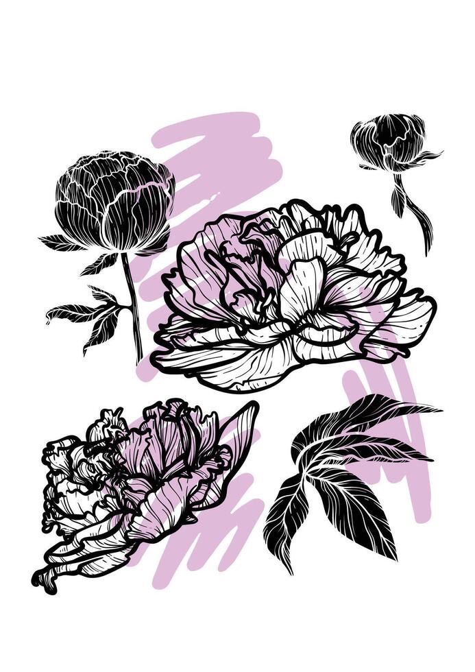 A4 peony hand drawn illustration. Art print with beautiful and elegant black spring flower. Highly detailed and high quality graphic asset for online and print. vector
