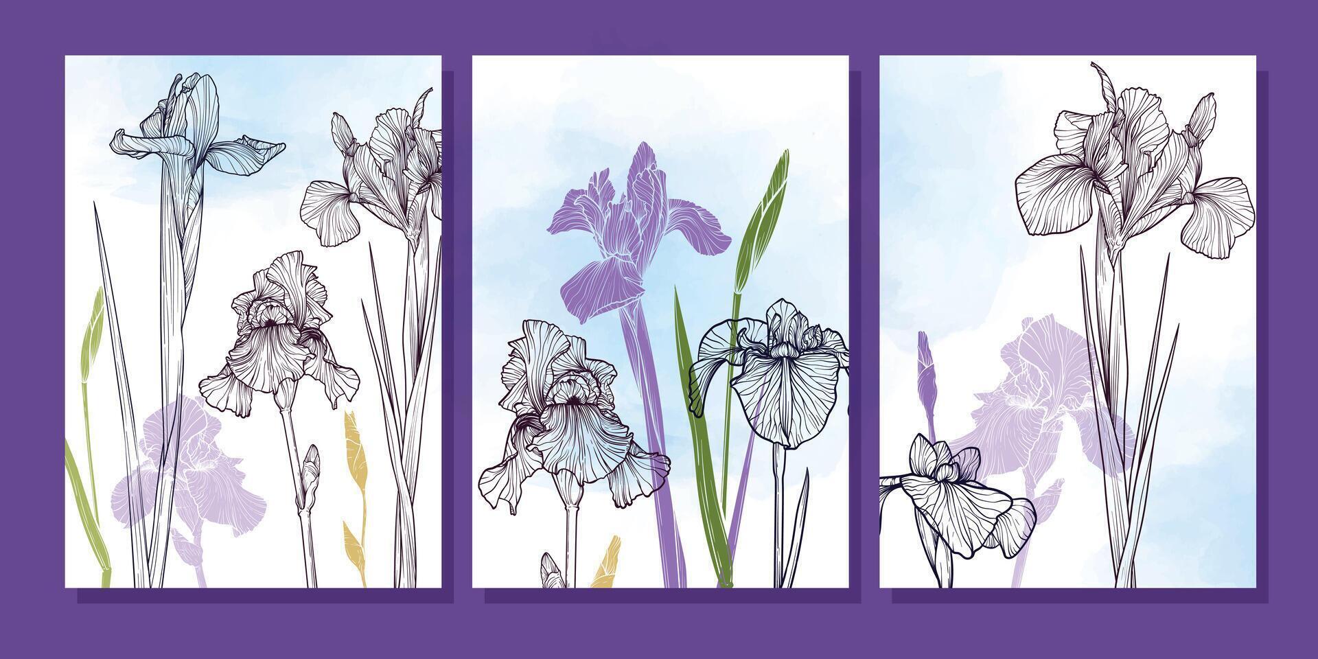 Elegant three high resolution iris flower posters in detailed line art with blue watercolor backgrounds. Perfect for botanical prints, wall decor, stationery, spring inspired digital designs. vector