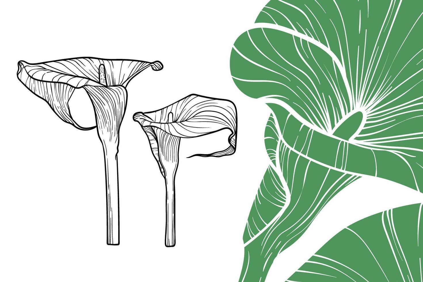Calla Lily flowers, format, hand drawn outline. Easy to edit, ready to use. A mix between a green and a black flower on a white background. vector