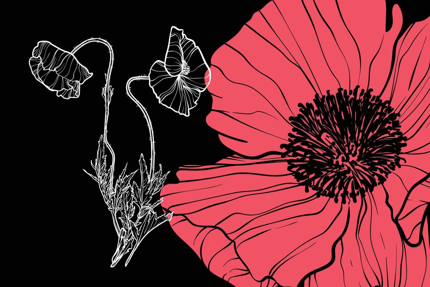 Poppy flowers, format, hand drawn outline. Easy to edit, ready to use. A mix between a coral and a white flower on a black background. vector