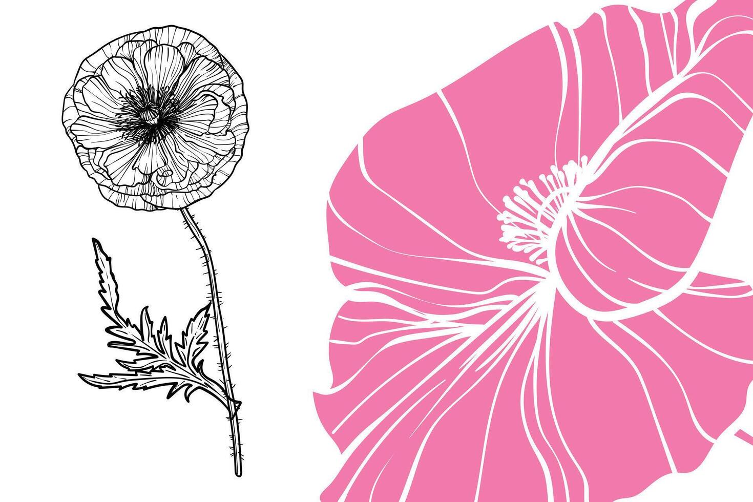Poppy flowers, format, hand drawn outline. Easy to edit, ready to use. A mix between a pink and a black flower on a white background. vector