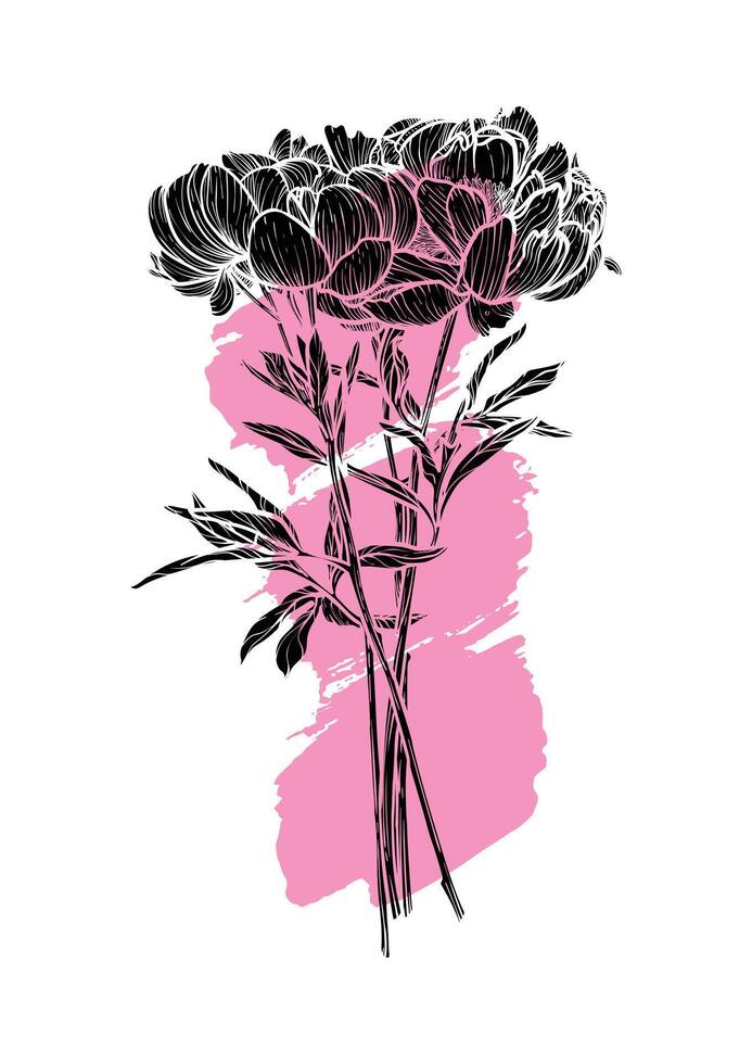 A4 Peony bouquet hand drawn illustration. Art print with elegant black flower on a pink sketch marks. Highly detailed and high quality graphic asset for online and print. No line only fill. vector