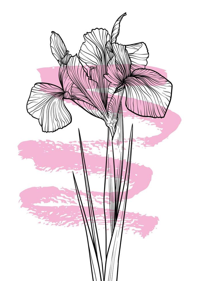 A4, A3 poppy line art hand drawn illustration. Art print with black iris flower and a pink sketch mark. Highly detailed and high quality graphic asset for online and print. vector