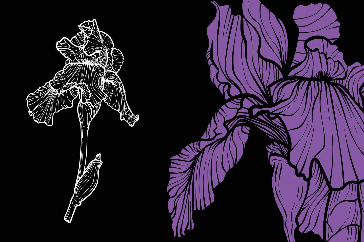Iris flowers, format, hand drawn outline. Easy to edit, ready to use. A mix between a purple and a white flower on a black background. vector