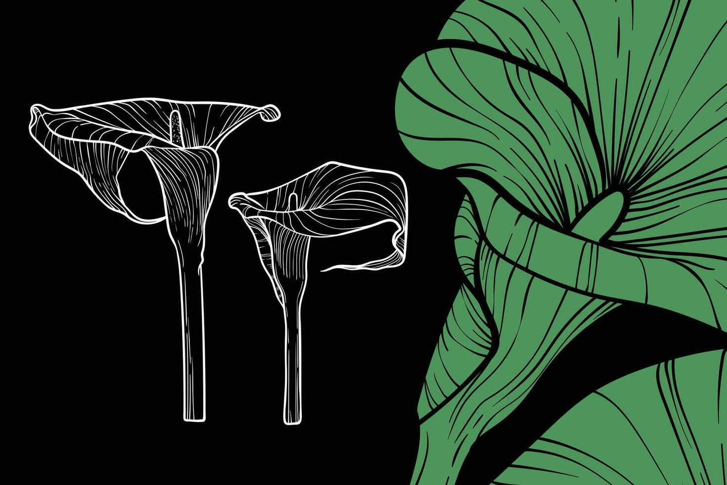 Calla lily flowers, format, hand drawn outline. Easy to edit, ready to use. A mix between a green and a white flower on a black background. vector