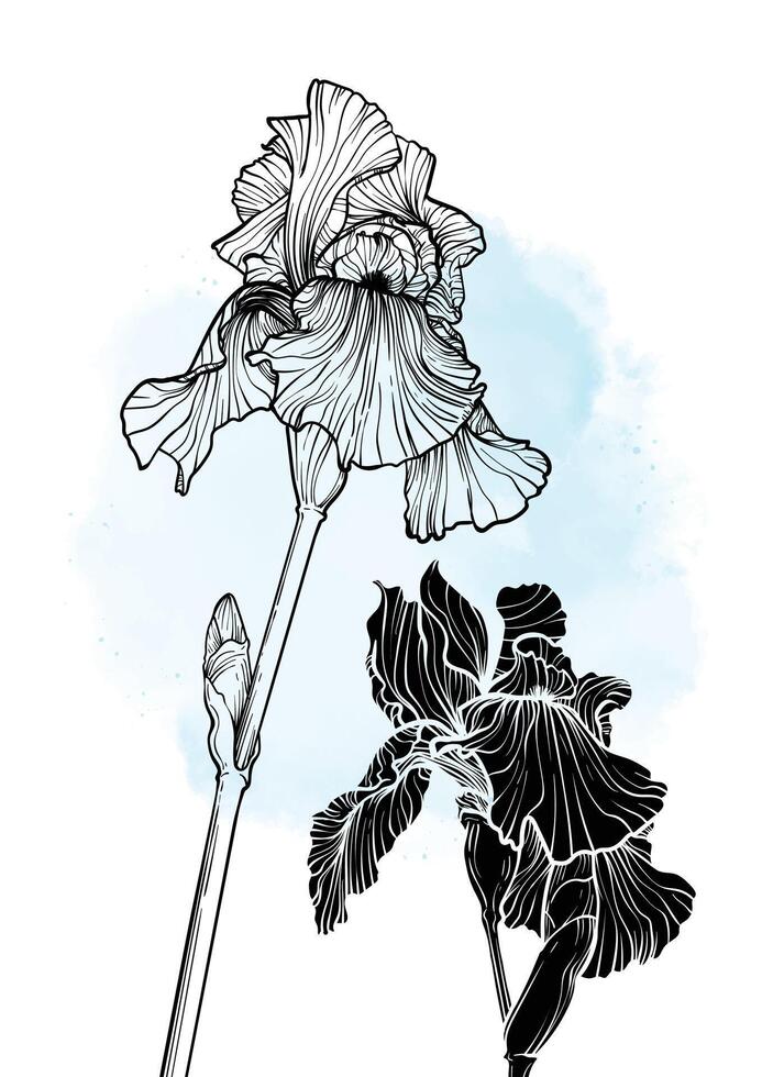 A4, A3, iris flower hand drawn illustration. Art print with elegant black flower on a blue watercolor splatter. Highly detailed and high quality graphic asset for online and print. vector