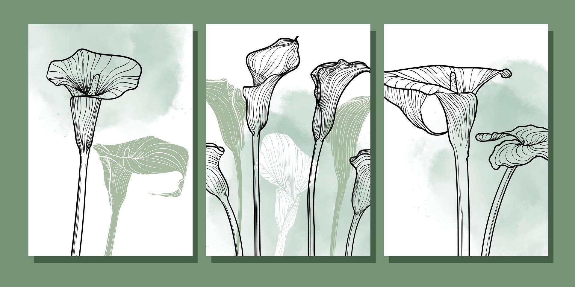 Elegant three high resolution calla lily flowers posters in detailed line art with green watercolor backgrounds. Perfect for botanical prints, wall decor, summer inspired digital designs. vector
