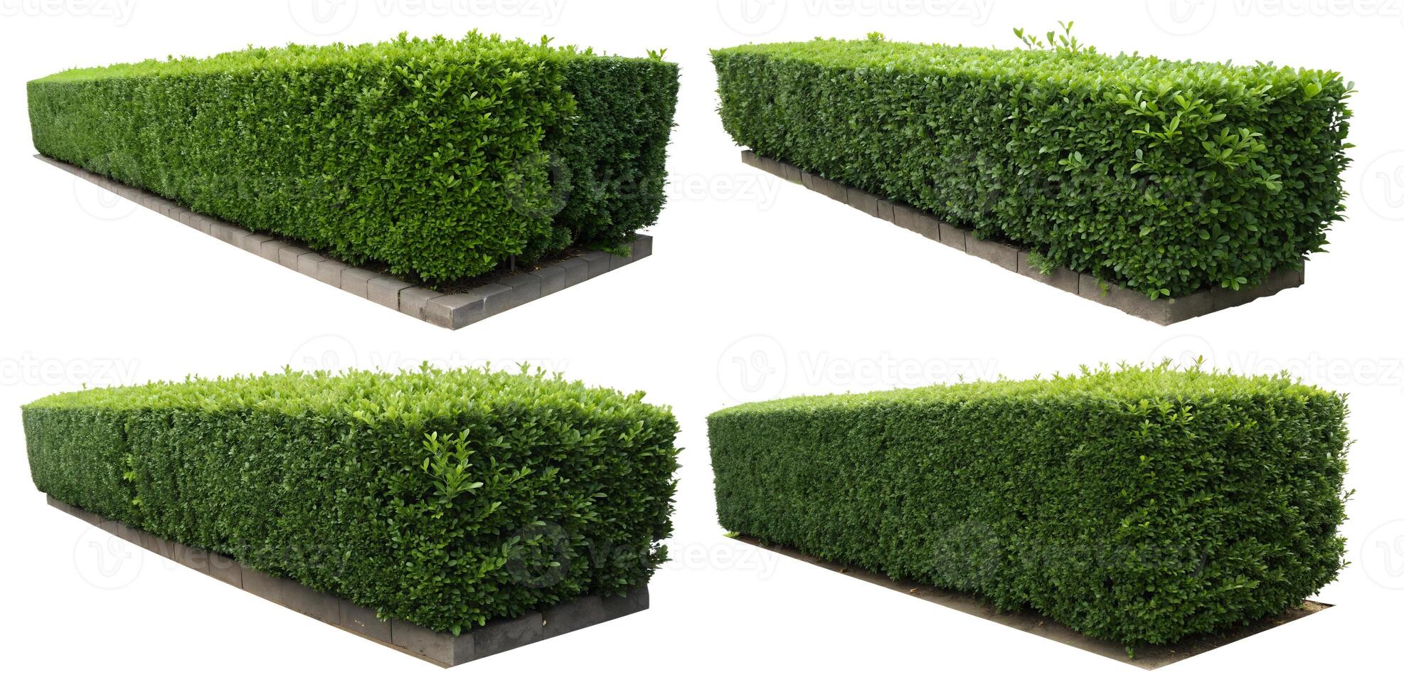 Set of green bushes isolated on a white background. photo