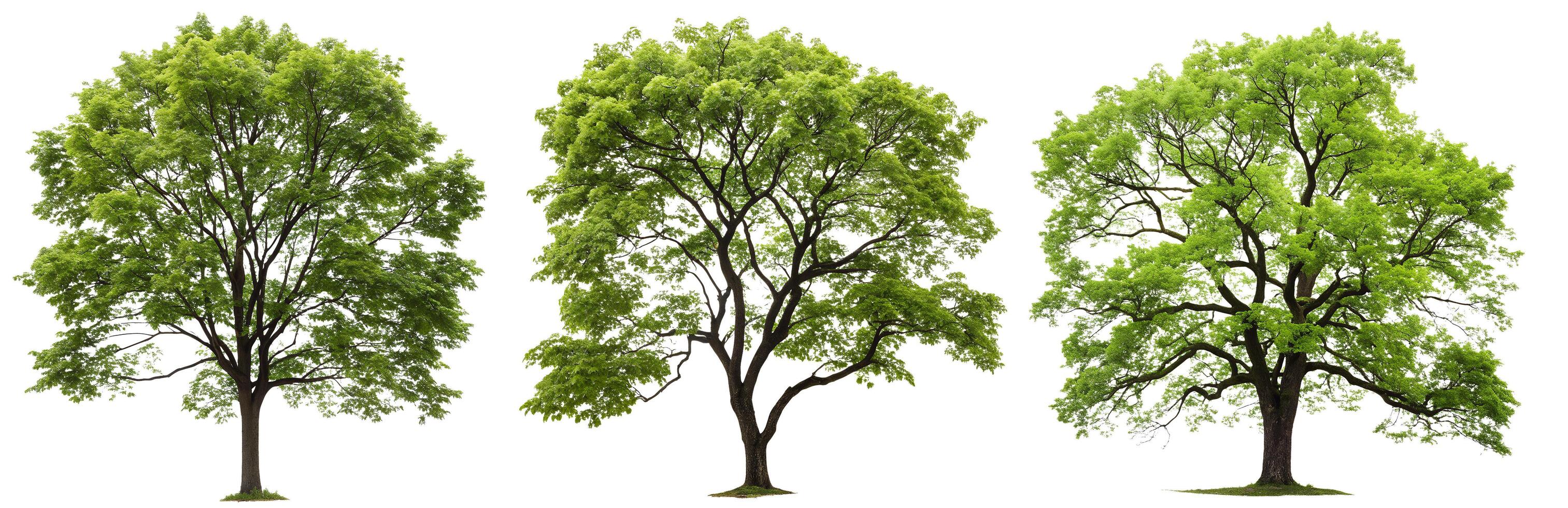 A set of green trees on a white background..... photo