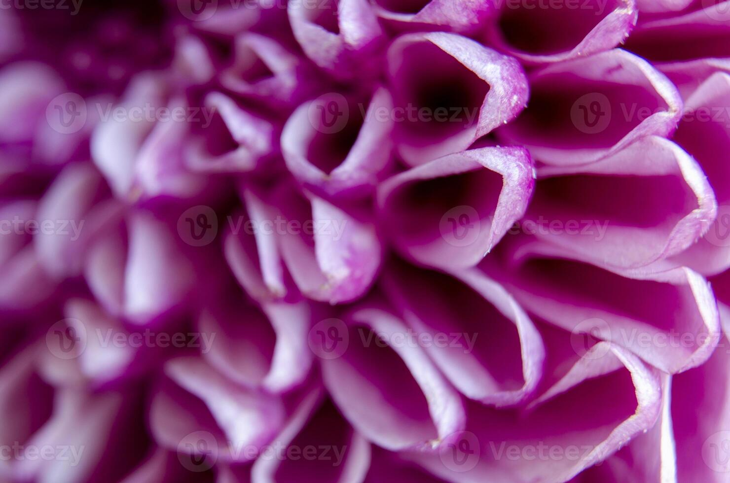 Pink chrysanthemum bloom close up with petal spirals showing soft floral structure. photo