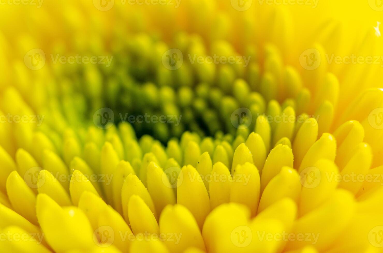Soft pastel yellow flower showing detailed gentle layers in macro view. photo