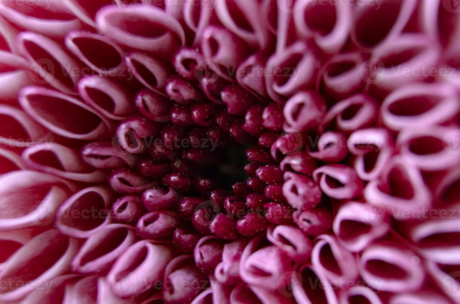 Macro image of bright pink chrysanthemum with captivating layered petal effect photo