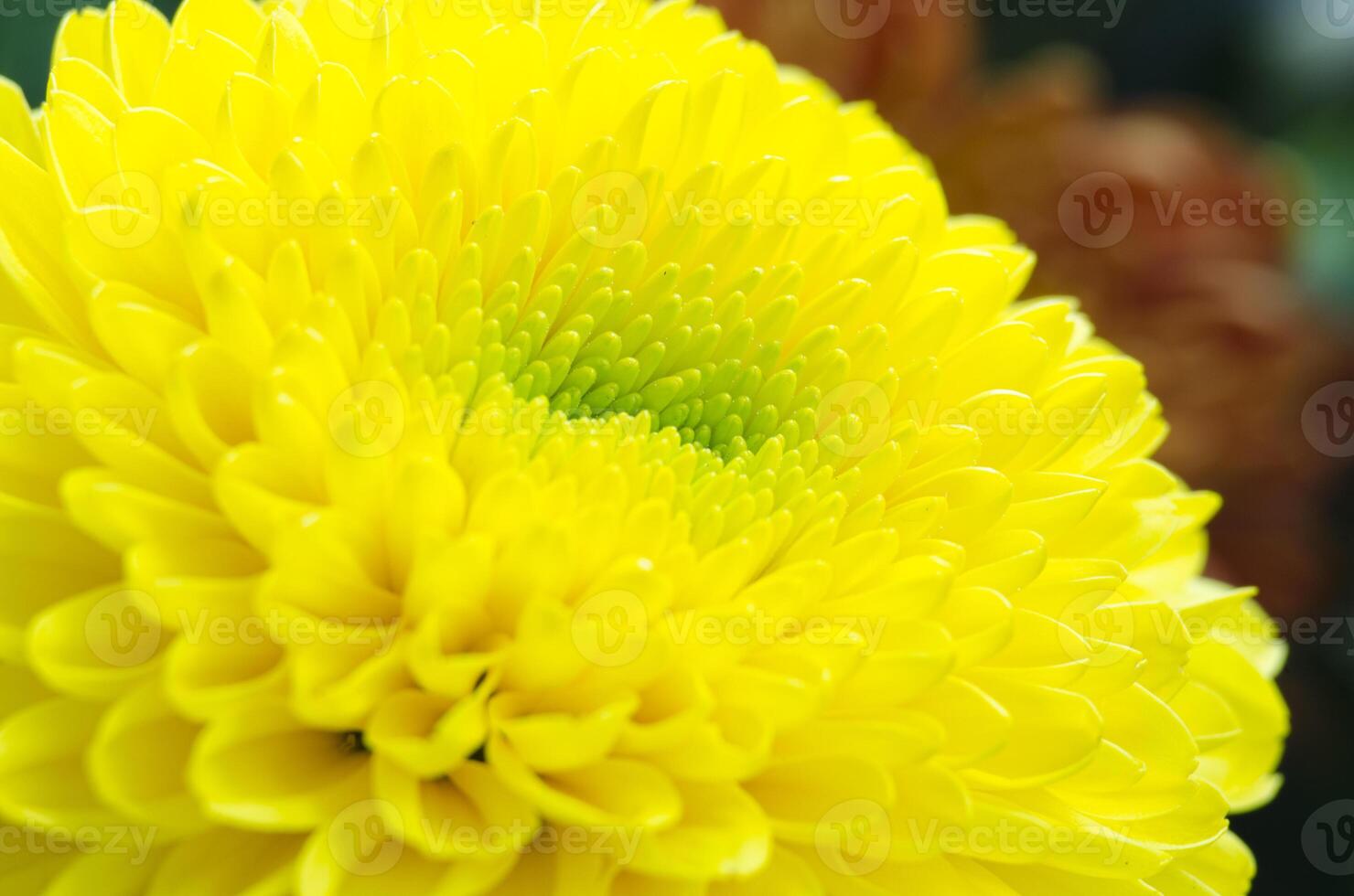 Soft yellow chrysanthemum close up in sunlight garden atmosphere. photo