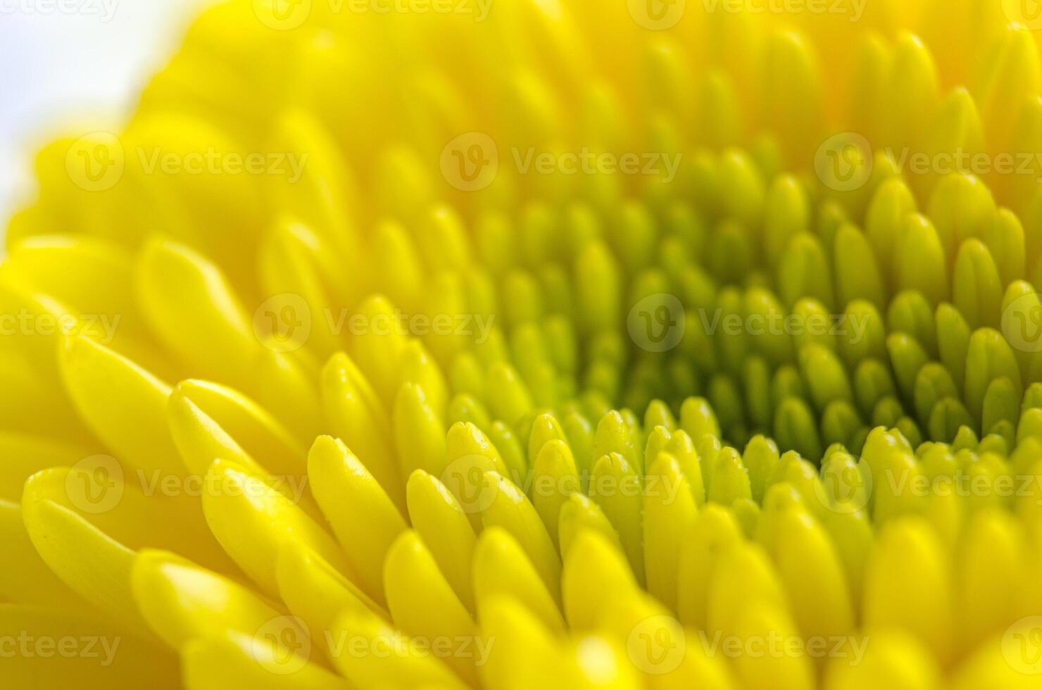 Deep light green and yellow flower in close up detail with dense curled petals. photo