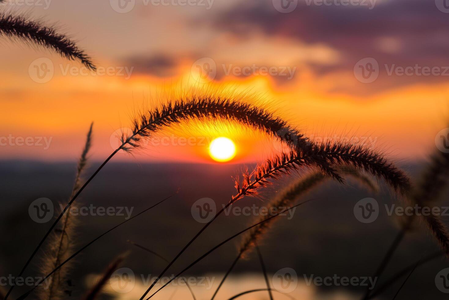 Close-up grass flower with sunset on background. photo