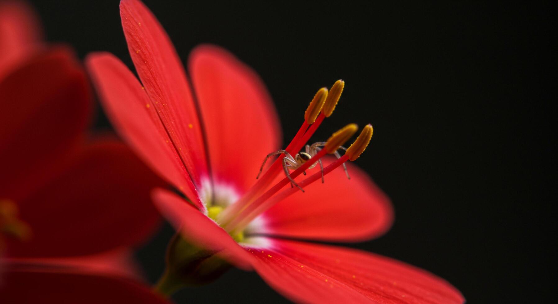 Macro Shot of Red Flower With Spider on Stamens Wild Nature and Insect Interaction photo