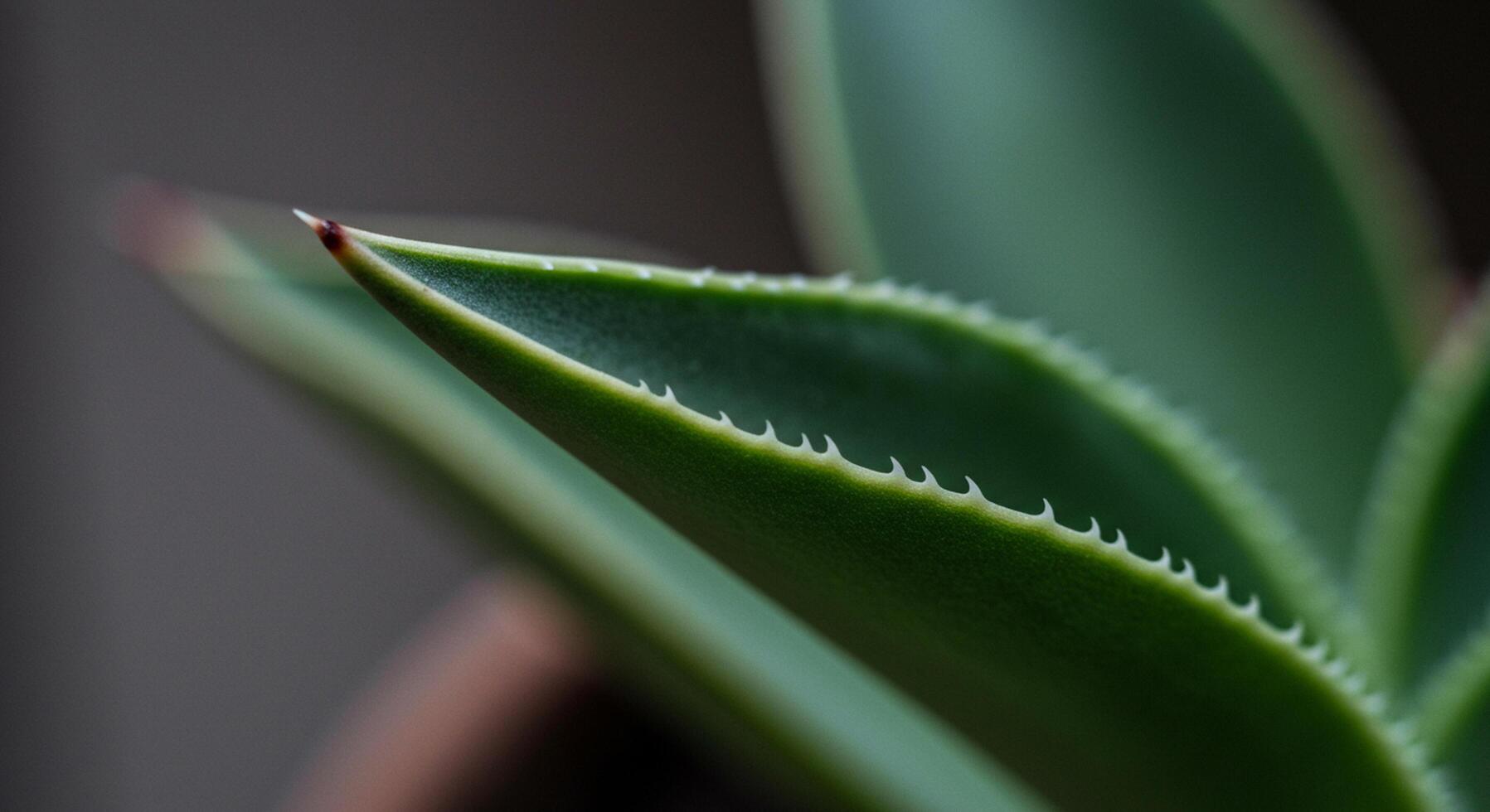 Close-up of an succulent plant, highlighting the details of its photo