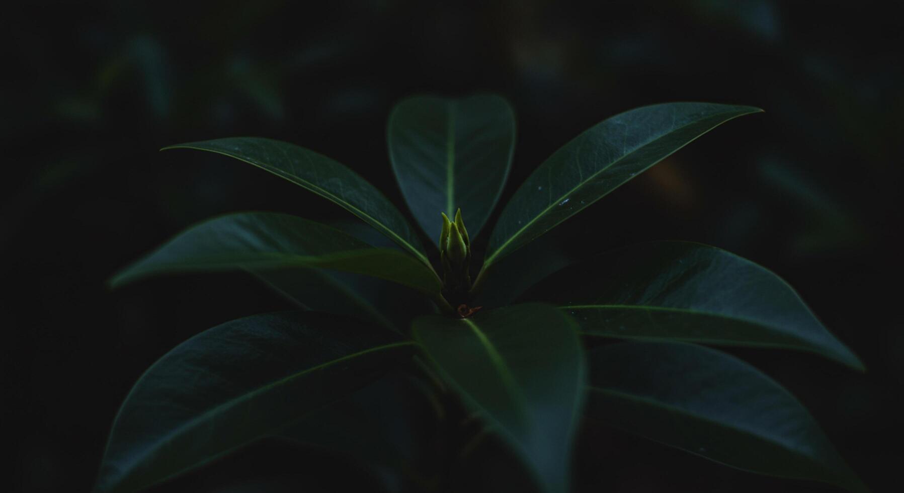 Dramatic close-up of glossy, dark green leaves against a blurred photo