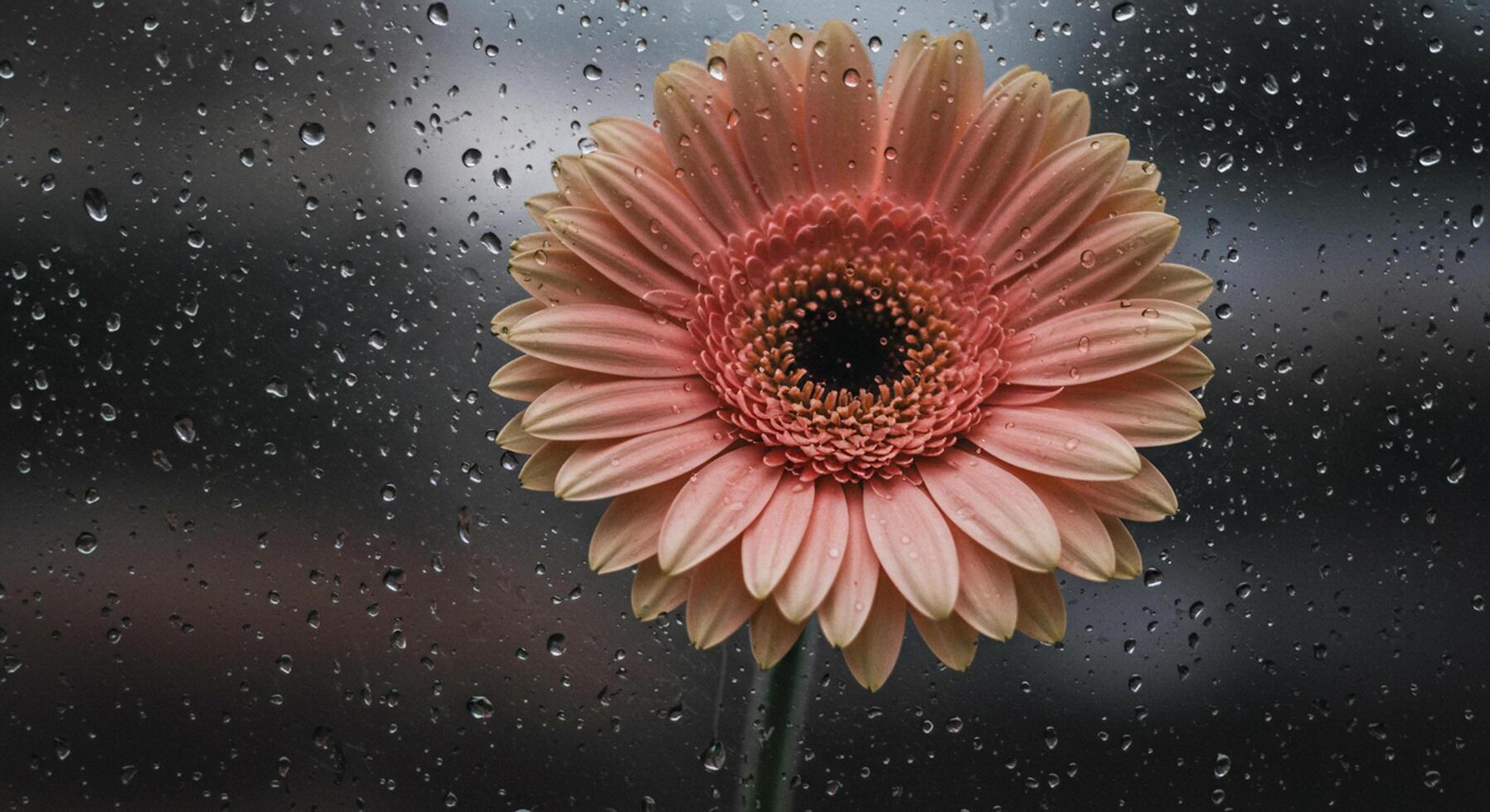A single pink flower is seen through a rain - soaked window photo
