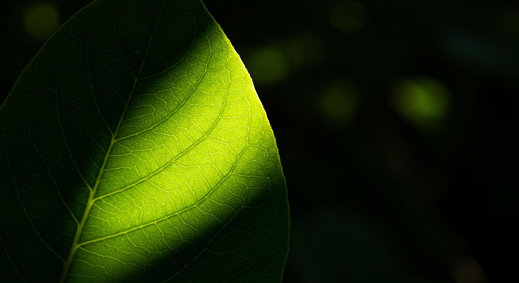 Illuminated leaf revealing intricate venation against a dark, na photo