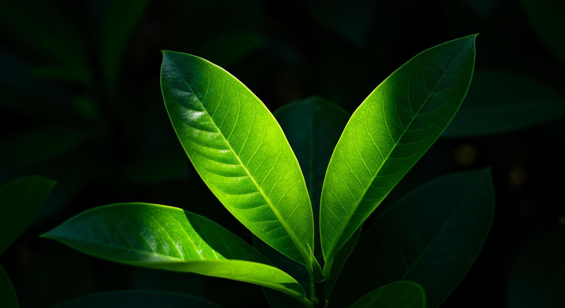 Sunlit leaves create a striking contrast against a dark, blurred photo