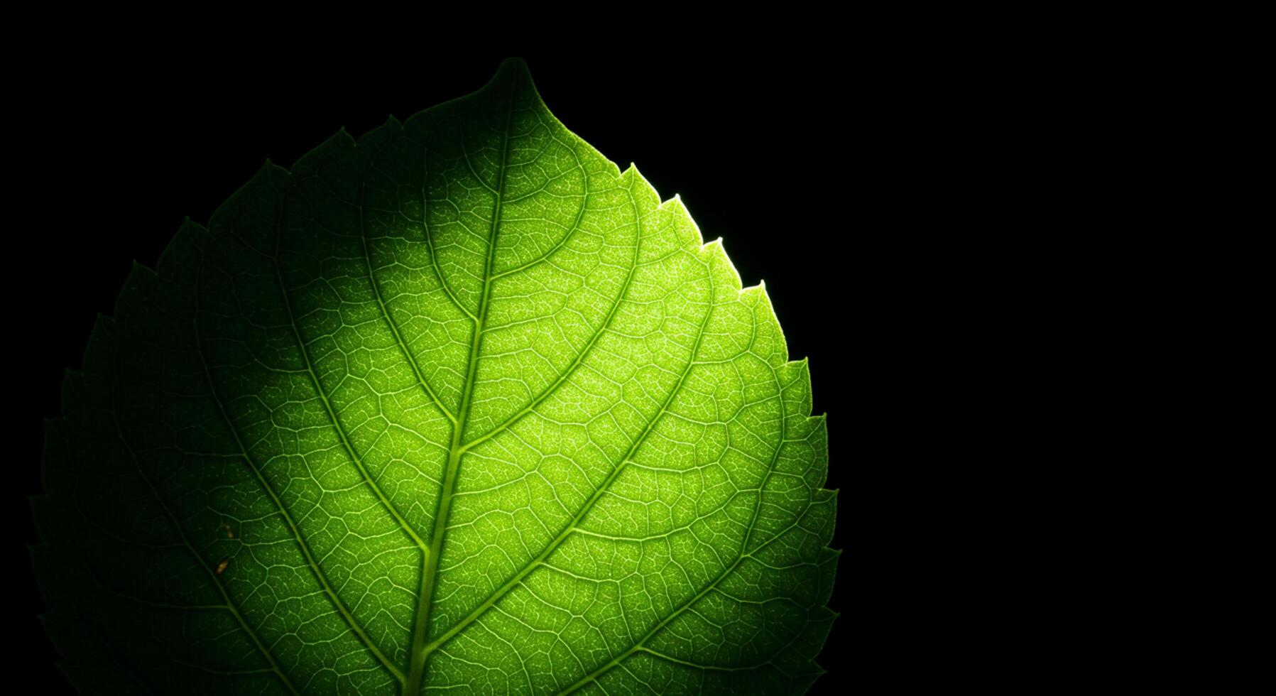 Illuminated green leaf against a solid black background with nat photo