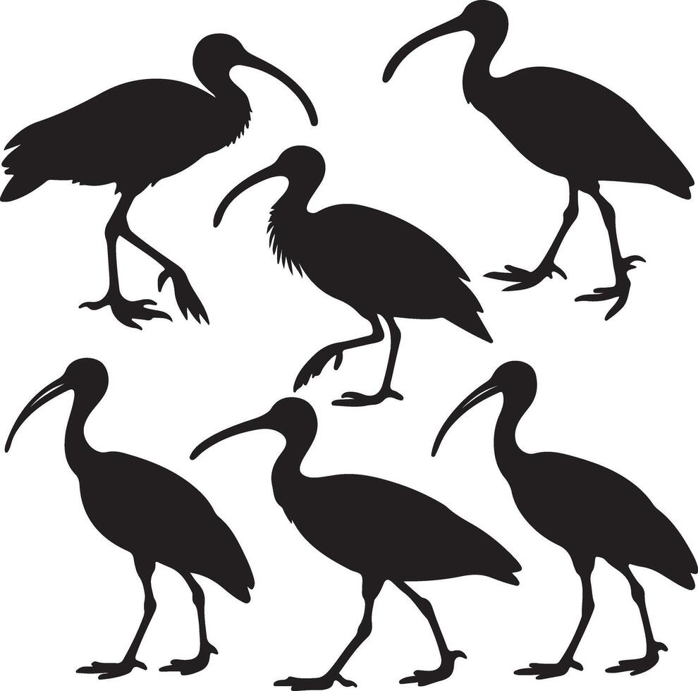 Ibis Set Of icon Silhouette vector