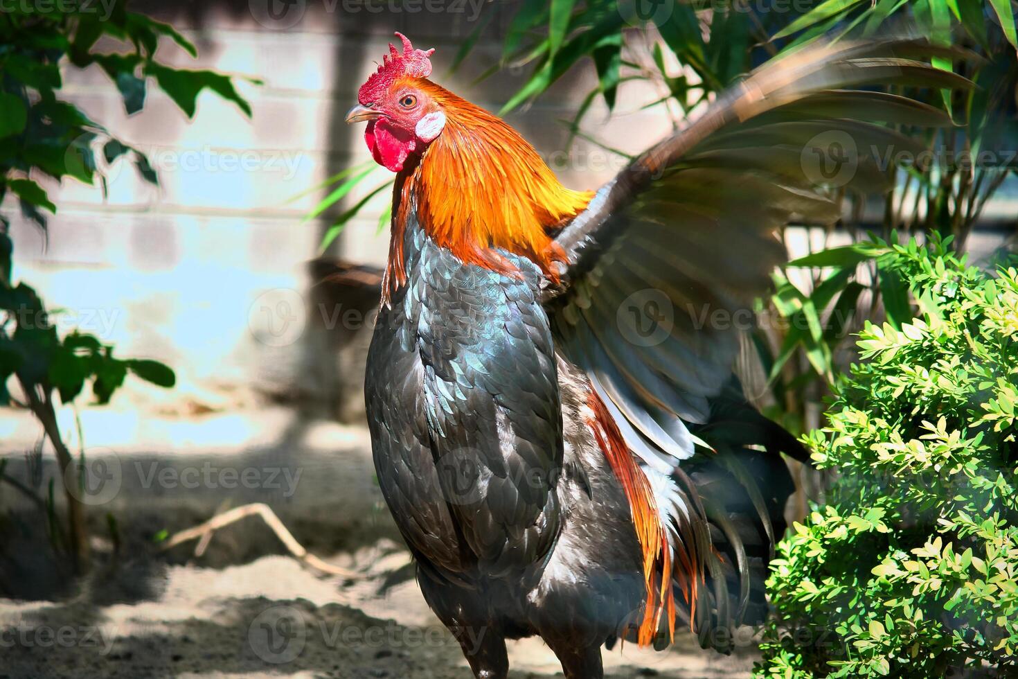 Colorful rooster, with outstretched wings, surrounded by green plants shade. photo