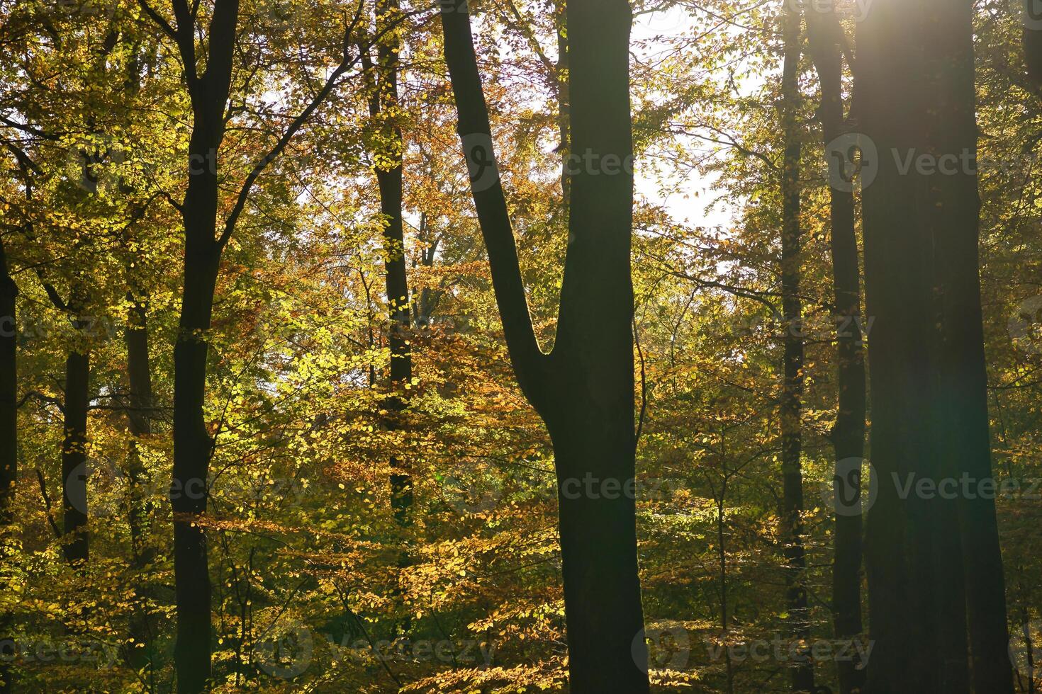 An autumnal forest flooded with warm sunlight. Golden leaves glow. Nature photo