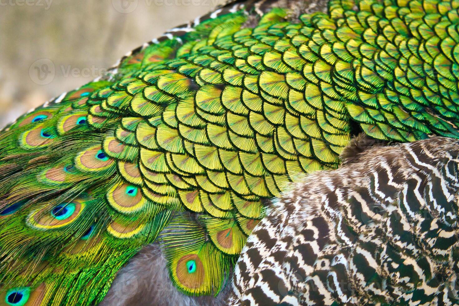 Close-up of colorful peacock feathers with shimmering shades of green and blue. Natural patterns, texture and exoticism in a fascinating close-up. photo