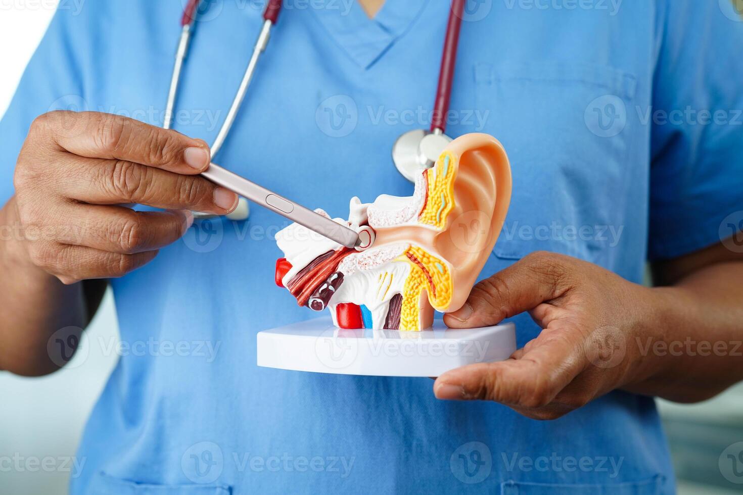 Asian doctor holding human ear model to learn and treat hearing loss photo