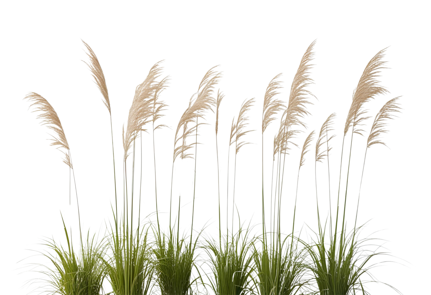 Ornamental grasses swaying in wind, perfect for garden and landscaping design png