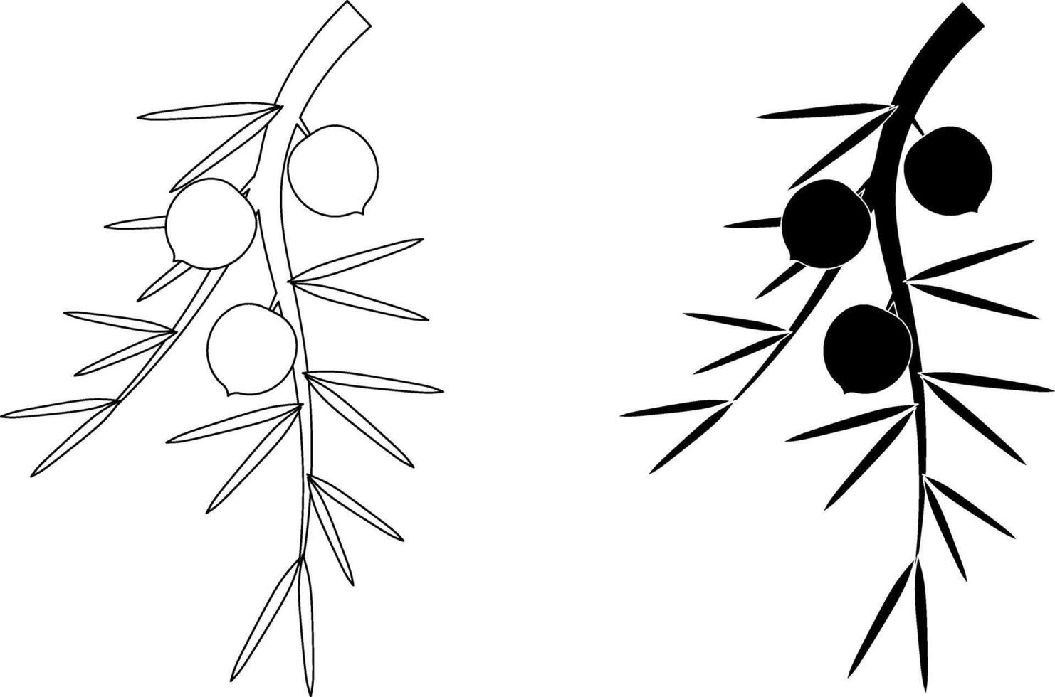 Juniper berries on branch icon botanical line and silhouette illustration for nature or herb designs vector
