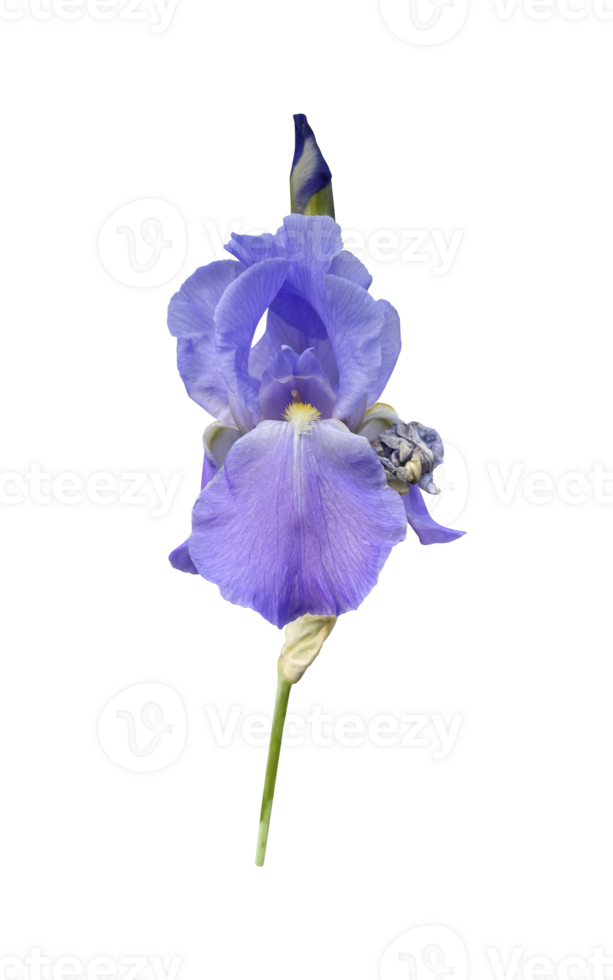Iris germanica tender bright light violet garden flower with bud and stem selective focus close-up, cutout with clipping path object, floral design element, clipart for card, invitation, holiday decor png