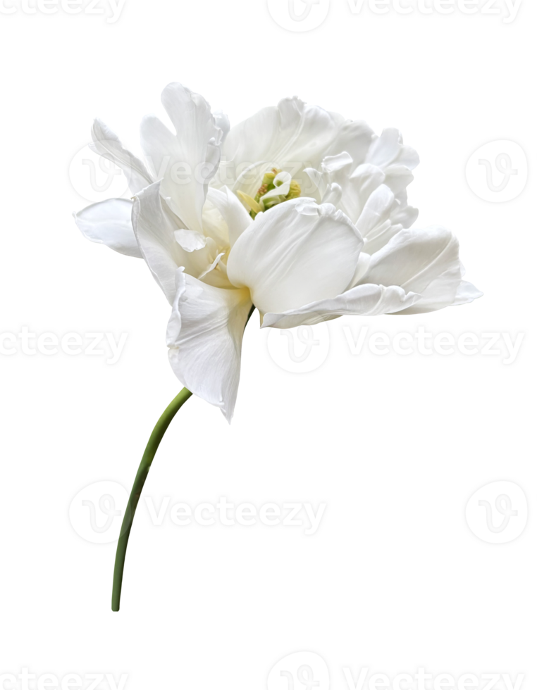Peony tulip first spring flower, cutout with clipping path isolated object, beautiful single springtime plant with multi-layered petals, floral element of design, decor png