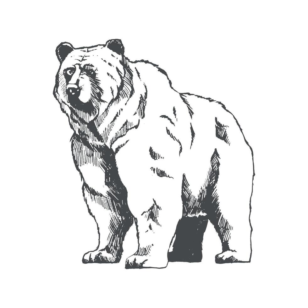 Bear hand drawn illustration. Wild animal. Vintage engraving isolated grizzly illustration ink sketch. Graphic outline illustration. Black and white hand drawn image vector
